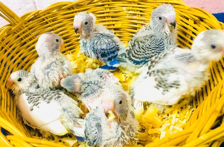 นกหงส์หยก ฮอลแลนด์