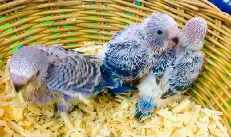 นกหงส์หยก ฮอลแลนด์ รูปที่ 3