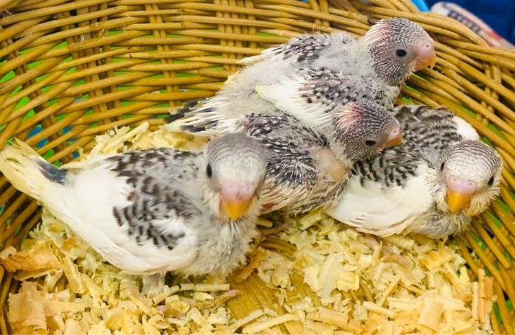 นกหงส์หยก ฮอลแลนด์ รูปที่ 2