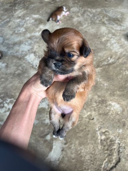 สัตว์เลี้ยง