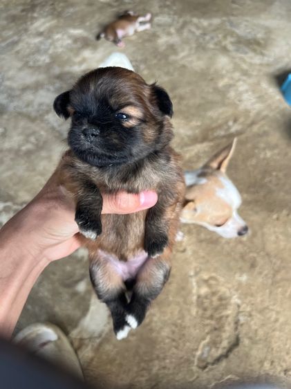 สัตว์เลี้ยง รูปที่ 3