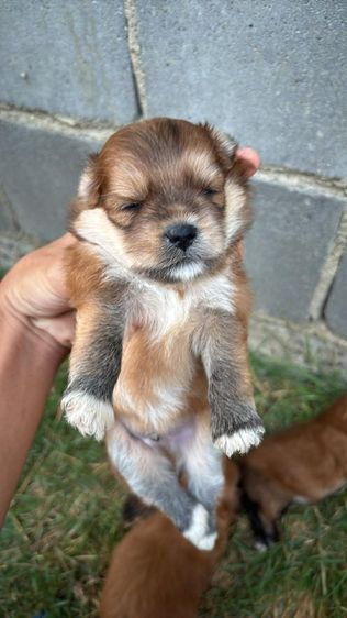 สัตว์ รูปที่ 4