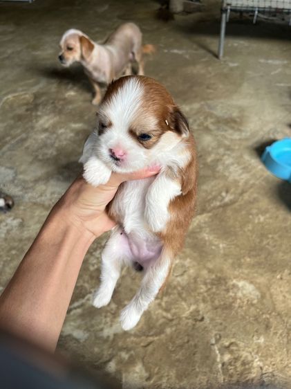 สัตว์ รูปที่ 3