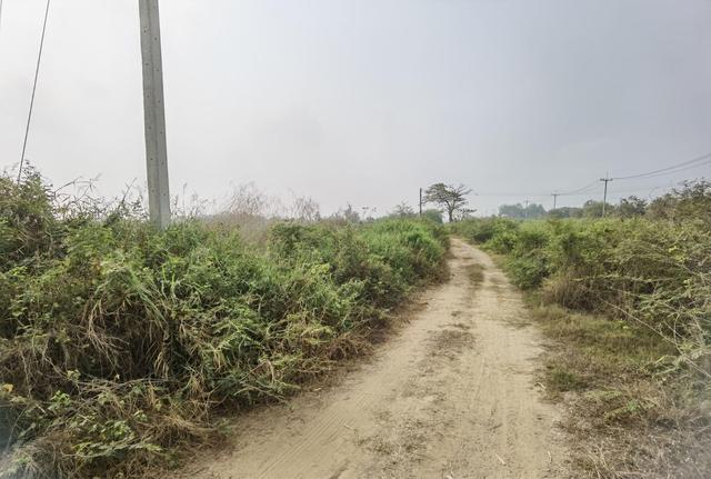 ใช่ 💟 ที่ดินเปล่า พระนครศรีอยุธยา 💟 รูปที่ 4