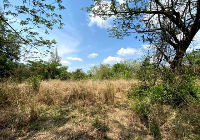 ใช่ 💟 ที่ดินเปล่า โครงการบ้านไร่ริมธาร ลำพูน 💟 รูปที่ 3