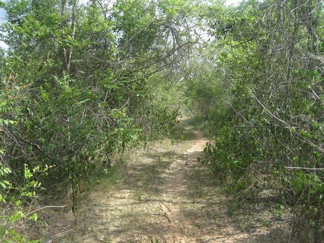 ใช่ 💟 ที่ดินเปล่า โครงการล้านนาคันทรี่ปาร์ค ลำปาง 💟 รูปที่ 4