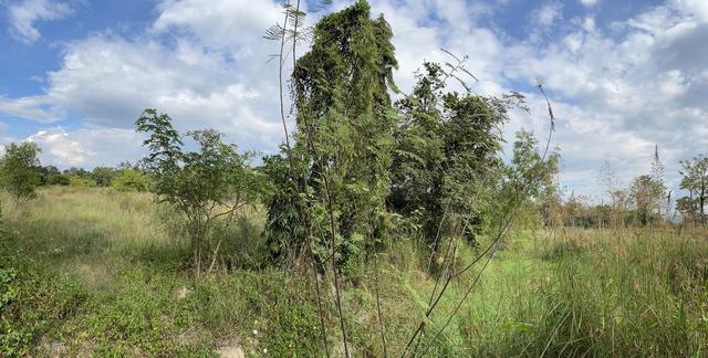 ใช่ 💟 ที่ดินเปล่า โครงการบ้านไร่ริมธาร ลำพูน 💟 รูปที่ 4