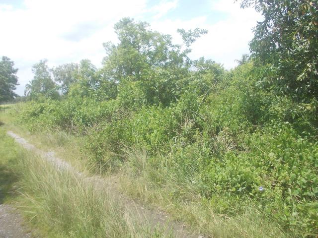 ใช่ 💟 ที่ดินเปล่า โครงการรุ่งอรุณแลนด์ 2 ฉะเชิงเทรา 💟 รูปที่ 4