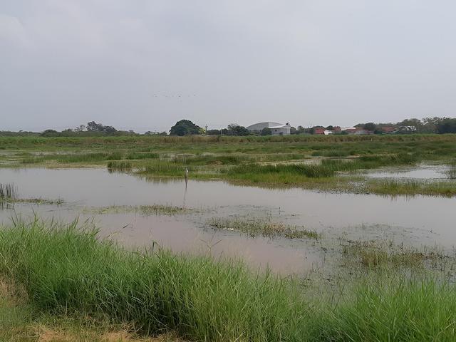 ใช่ 💟 ที่ดินเปล่า บางปะกง ฉะเชิงเทรา 💟 รูปที่ 4