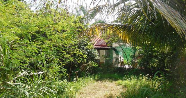 ใช่ 💟 บ้านเดี่ยว หนองบัวแดง ชัยภูมิ 💟 รูปที่ 3