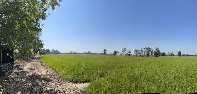 ใช่ 💟 ที่ดินเปล่า(ที่นา) กำแพงเพชร 💟 รูปที่ 4