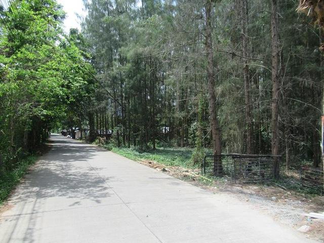 ใช่ 💟 ที่ดินเปล่า สุราษฎร์ธานี 💟 รูปที่ 4