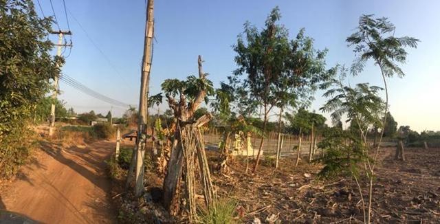 ใช่ 💟 ที่ดินเปล่า บุรีรัมย์ 💟 รูปที่ 3