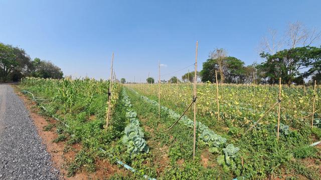 ใช่ 💟 ที่ดินเปล่า หนองบัวลำภู 💟 รูปที่ 4