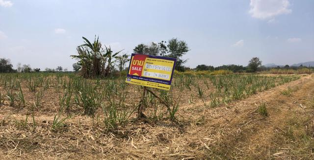 ใช่ 💟 ที่ดินเปล่า หนองไผ่ เพชรบูรณ์ 💟 รูปที่ 2