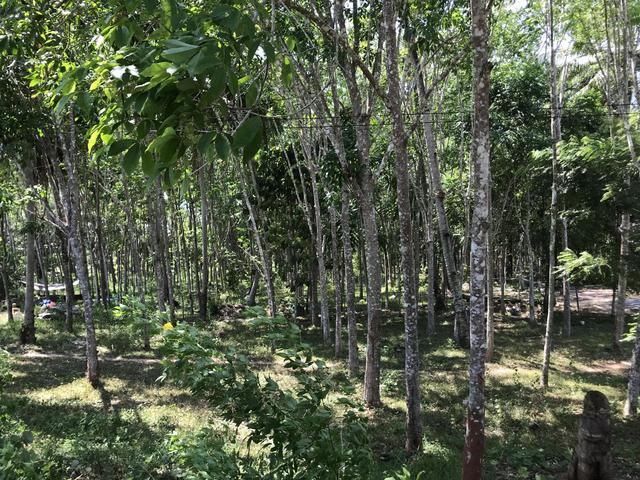 ใช่ 💟 ที่ดินเปล่า กระบี่ 💟 รูปที่ 4