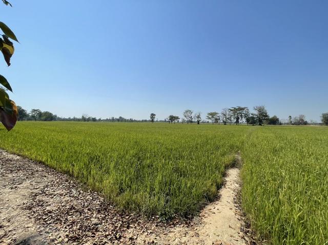 ใช่ 💟 ที่ดินเปล่า(ที่นา) กำแพงเพชร 💟 รูปที่ 3