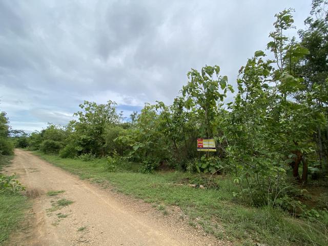 ใช่ 💟 ที่ดินเปล่า โครงการสวนเกษตรทรัพย์สักทอง ลำพูน 💟 รูปที่ 4