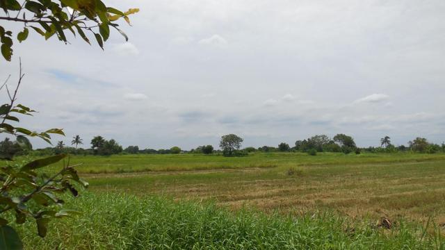 ใช่ 💟 ที่ดินเปล่า นครราชสีมา 💟 รูปที่ 4