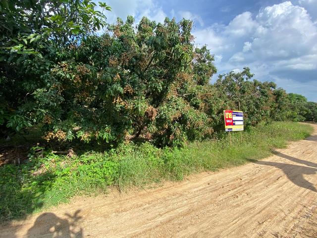 ใช่ 💟 ที่ดินเปล่า โครงการสวนเกษตรน้ำดิบ ลำพูน 💟 รูปที่ 3