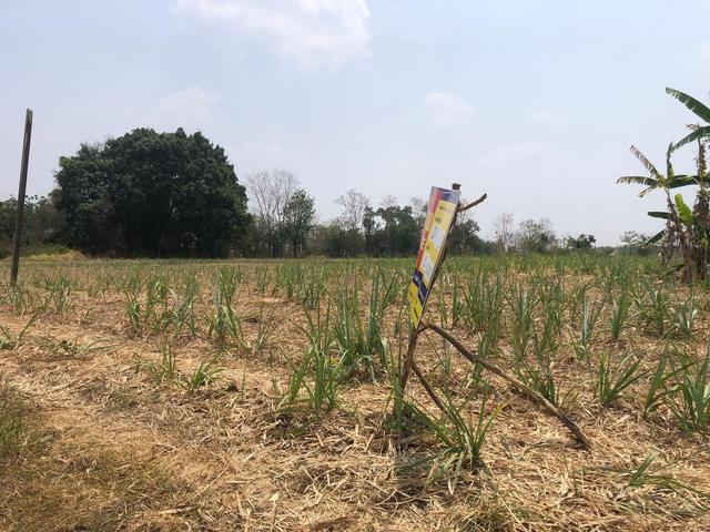 ใช่ 💟 ที่ดินเปล่า หนองไผ่ เพชรบูรณ์ 💟 รูปที่ 4