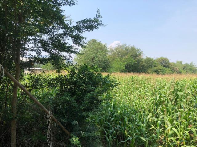 ใช่ 💟 ที่ดินเปล่า เพชรบูรณ์ 💟 รูปที่ 4