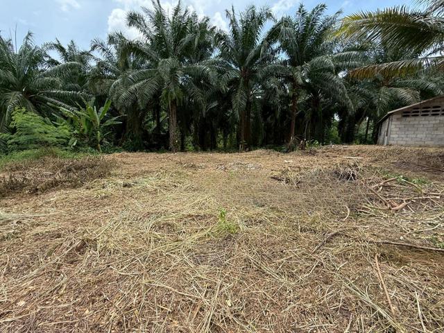 ใช่ 💟 ที่ดินเปล่า กระบี่ 💟 รูปที่ 4