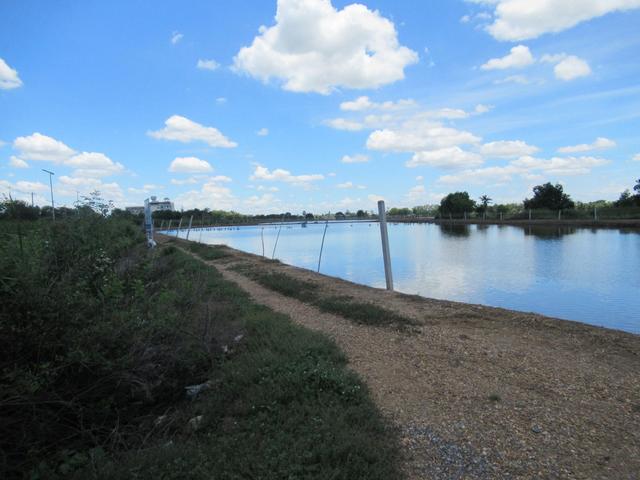 💟 ที่ดินเปล่า บางเลน นครปฐม (ขายเฉพาะกรรมสิทธิ์ของ BAM) 💟 รูปที่ 4