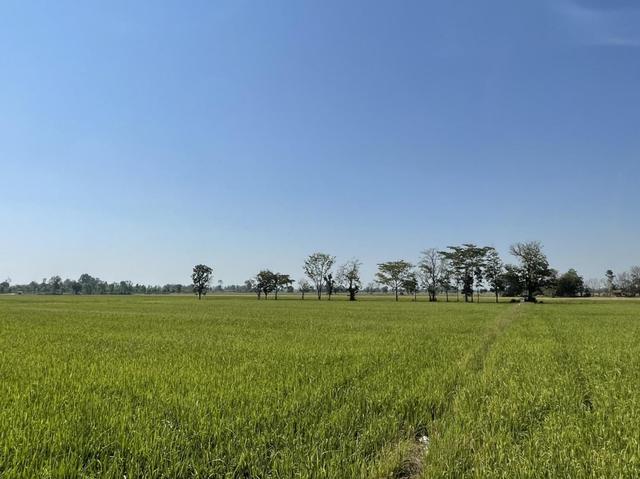 ใช่ 💟 ที่ดินเปล่า(ที่นา) กำแพงเพชร 💟 รูปที่ 2