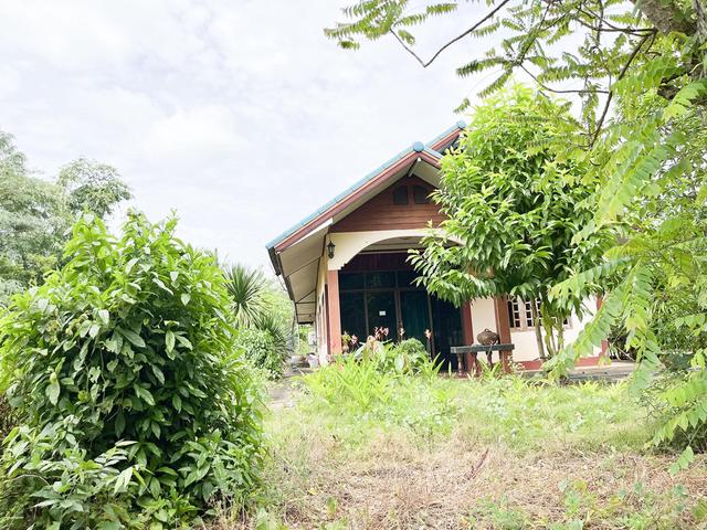 ใช่ 💟 บ้านเดี่ยวชั้นเดียว เสิงสาง นครราชสีมา 💟 รูปที่ 3