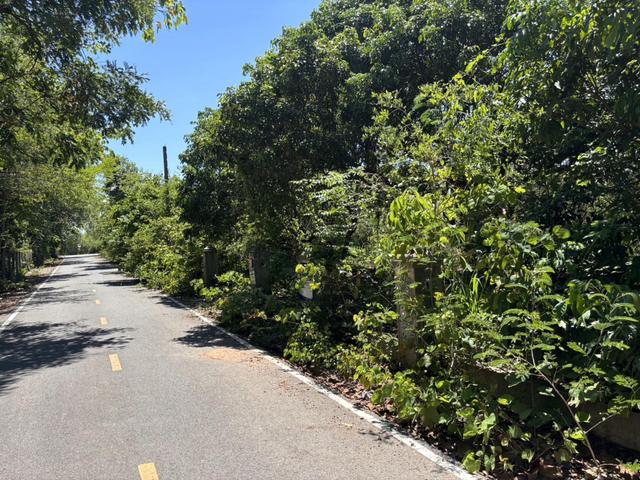 ใช่ 💟 ที่ดินเปล่า ดอยหล่อ เชียงใหม่ 💟 รูปที่ 4