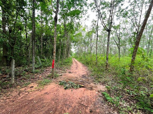 ใช่ 💟 ที่ดินเปล่า หนองบัวลำภู 💟 รูปที่ 4