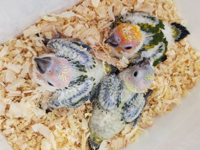 ขายลูกป้อนซันคอนัวร์..ตัวละ1500 บาท..ไม่สะดวกส่ง..นัดรับนกที่ชลบุรี.อำเภอพนัสนิคม.สนใจโทร 0929135188 อย่าโทรหลังจาก21.00 น..เพราะหลับเเล้ว..