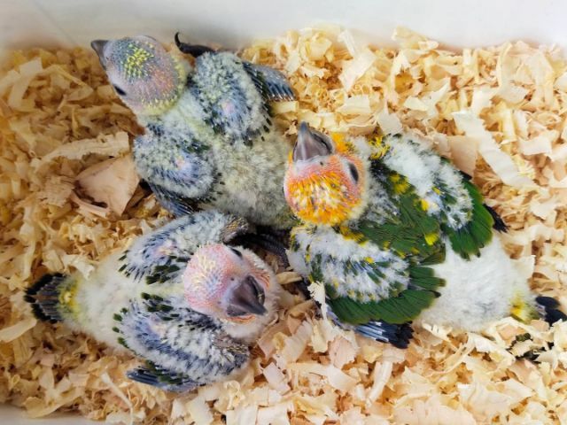 ขายลูกป้อนซันคอนัวร์..ตัวละ1500 บาท..ไม่สะดวกส่ง..นัดรับนกที่ชลบุรี.อำเภอพนัสนิคม.สนใจโทร 0929135188 อย่าโทรหลังจาก21.00 น..เพราะหลับเเล้ว.. รูปที่ 2