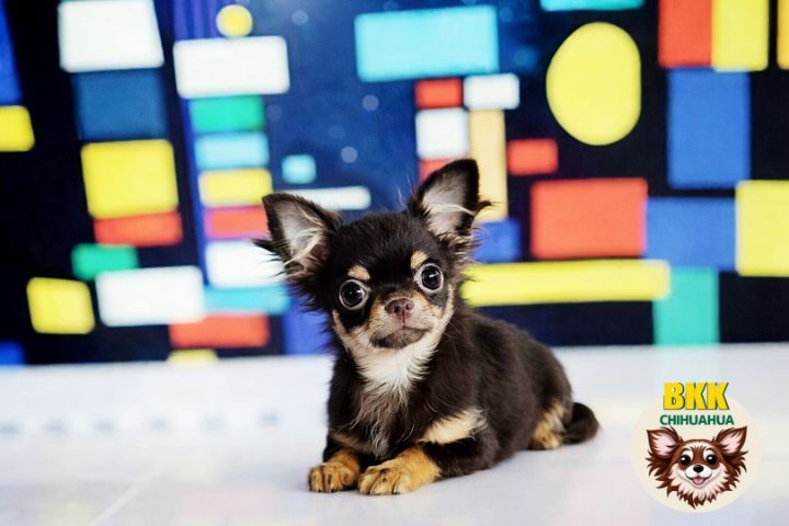 🤠ลูกชายทักซิโด้(bkkchihuahua.com) รูปที่ 2