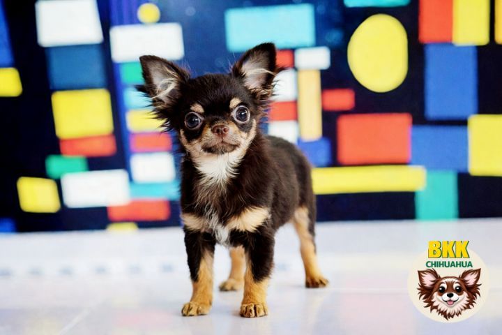 🤠ลูกชายทักซิโด้(bkkchihuahua.com) รูปที่ 3