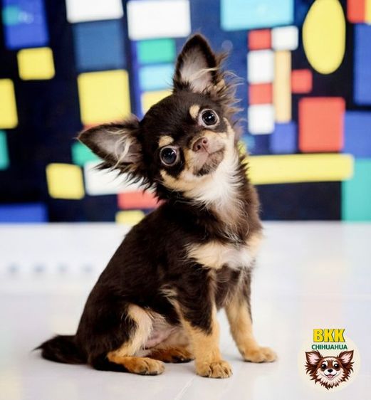🤠ลูกชายทักซิโด้(bkkchihuahua.com)