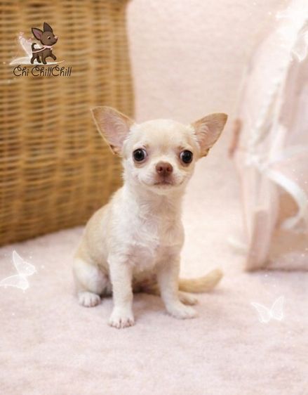 🩷(chichillchill)ขนสั้นสีครีมเพศเมีย