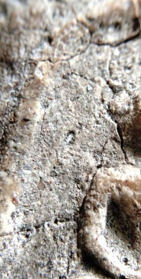 พระสมเด็จวัดระฆัง บางขุนพรหม เกศไชโย หลวงปู่ภู หลวงปู่นาค รูปที่ 6