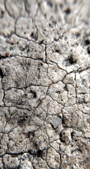 พระสมเด็จวัดระฆัง บางขุนพรหม เกศไชโย หลวงปู่ภู หลวงปู่นาค รูปที่ 4