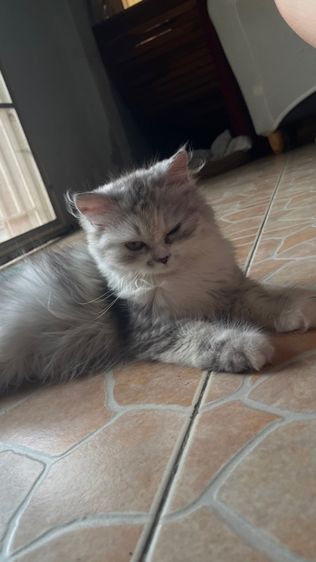 เปอร์เซีย ผสมสก๊อตติช รูปที่ 14