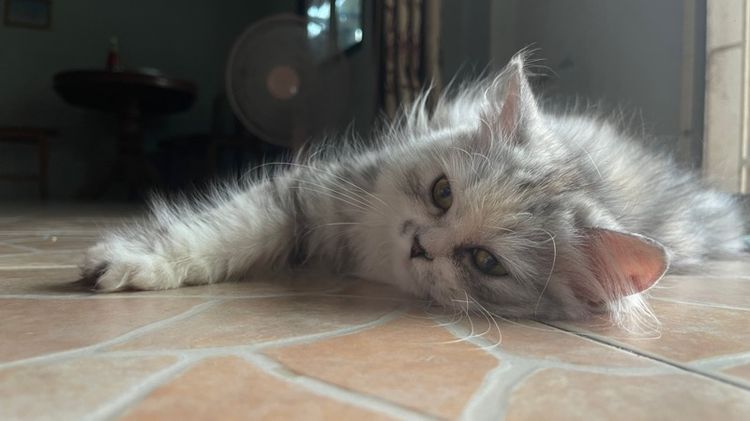 เปอร์เซีย ผสมสก๊อตติช