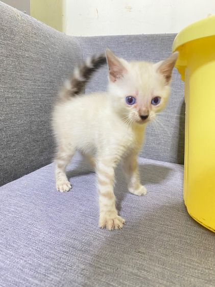 เปิดจองลูกแมวเบงกอลแท้ รูปที่ 13