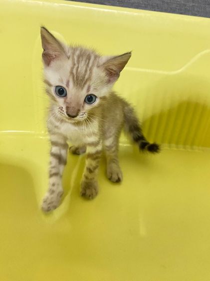 เปิดจองลูกแมวเบงกอลแท้ รูปที่ 12