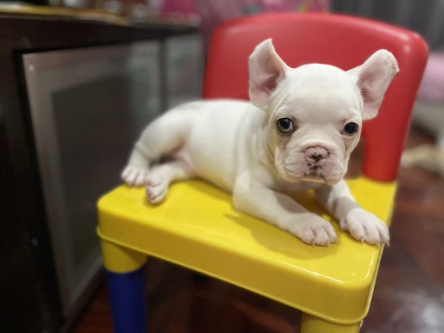 ลูกหมา เฟรนช์ บลูด๊อกสนใจสอบถามเพิ่มเติมได้ 082-8936291