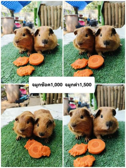 หนูแกสบี้ สีเรด ผู้