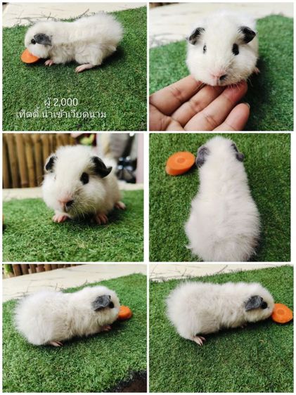 หนูแกสบี้ สีเรด ผู้ รูปที่ 5