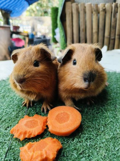 หนูแกสบี้ สีเรด ผู้ รูปที่ 15