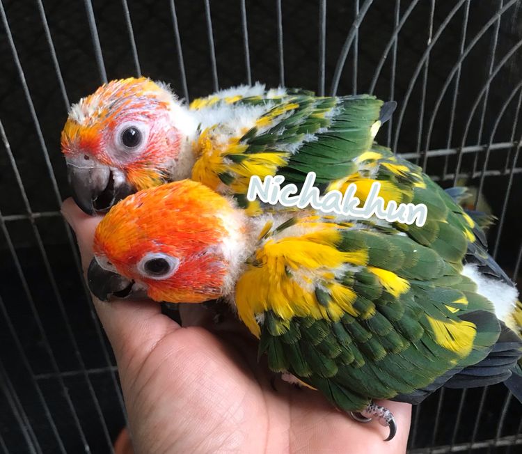 ลูกป้อน ซัน