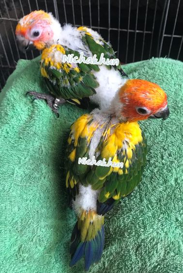 ลูกป้อน ซัน รูปที่ 3